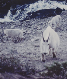 wild goats Montana